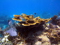 Acropora palmata