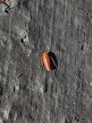 Gyponana gladia