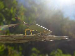 Gonocerus insidiator