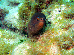 Gymnothorax miliaris