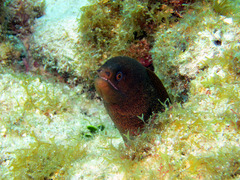 Gymnothorax miliaris