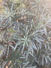 Podocarpus macrophyllus