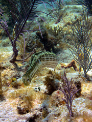 Aulostomus maculatus