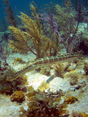 Aulostomus maculatus