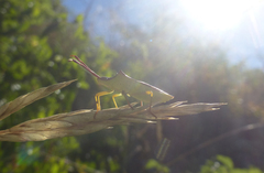 Gonocerus insidiator