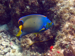 Holacanthus ciliaris