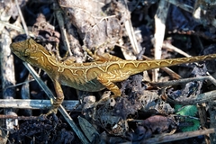 Anolis tropidolepis
