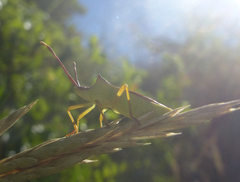 Gonocerus insidiator