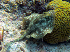 Urobatis jamaicensis