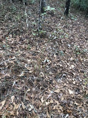 Andropogon ternarius