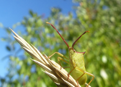 Gonocerus insidiator