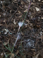 Andropogon ternarius