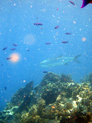 Megalops atlanticus