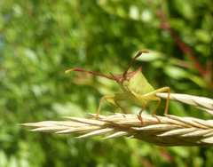 Gonocerus insidiator
