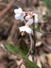 Vaccinium stamineum