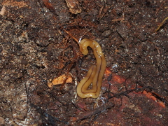 Bipalium adventitium