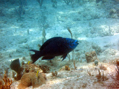 Scarus coelestinus