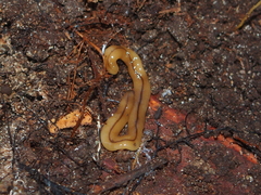 Bipalium adventitium