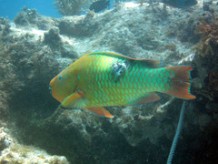 Scarus guacamaia