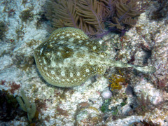 Urobatis jamaicensis