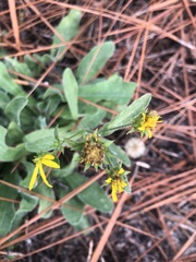 Chrysopsis gossypina