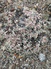 Eriogonum shockleyi