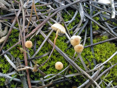 Marasmius