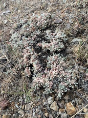 Eriogonum shockleyi