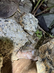 Microhyla mukhlesuri