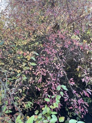 Cornus sericea