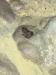 Eleutherodactylus planirostris