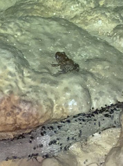 Eleutherodactylus planirostris