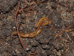 Bipalium adventitium