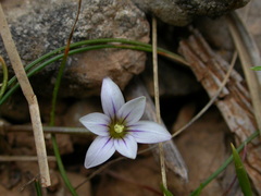 Romulea columnae