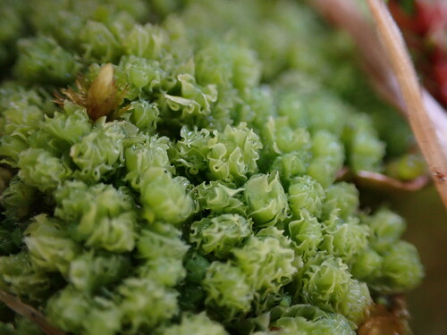 Schistochilopsis opacifolia
