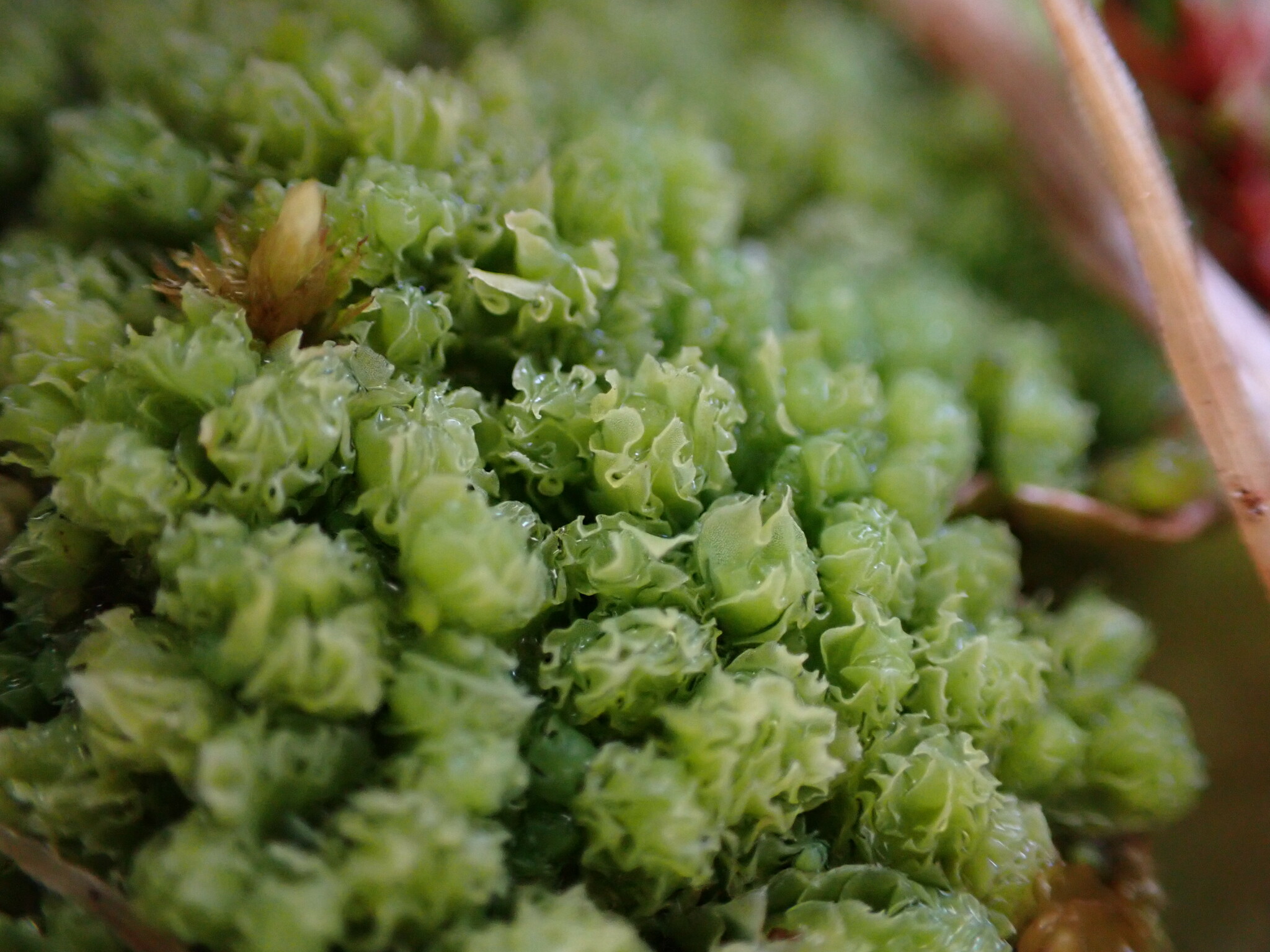 Schistochilopsis opacifolia