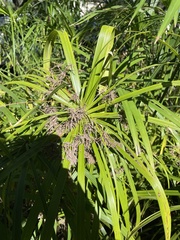 Cyperus alternifolius