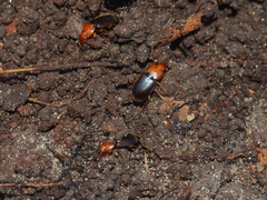 Amphasia interstitialis