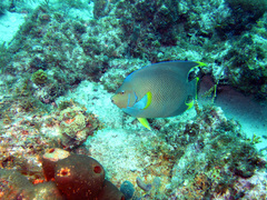 Holacanthus bermudensis
