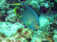 Holacanthus bermudensis