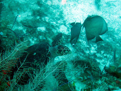 Pomacanthus arcuatus