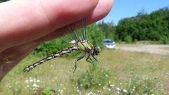 Ophiogomphus carolus