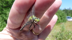 Ophiogomphus carolus