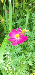 Cosmos bipinnatus
