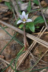 Romulea columnae