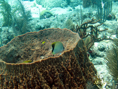 Chaetodon sedentarius