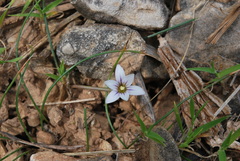 Romulea columnae