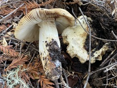 Russula fragrantissima