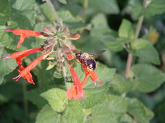 Xylocopa tabaniformis parkinsoniae