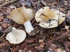 Lactarius scrobiculatus